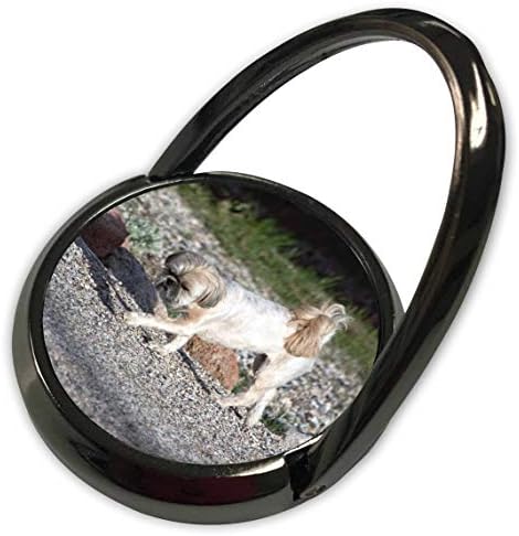 3 דרוז ג'וס פוסטוגרפיה- שיו צו - כלב מטופח יפה הולך על חצץ עם ירוק מאחור - טבעת טלפון