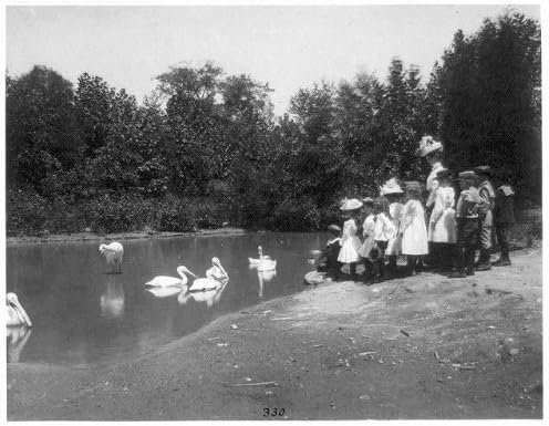 צילום HisthericalFindings: ילדי בית ספר ציבורי, שקנאים, ברבורים, גן החיות הלאומי, וושינגטון הבירה, 1899, ג'ונסטון
