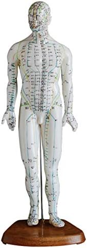 זכר דיקור דגם של אדם גוף עם מרידיאן נקודות-18.1 דיקור דגם מקצועי דיקור עיסוק עיסוי דגם עבור מרידיאן עיסוי הוראה